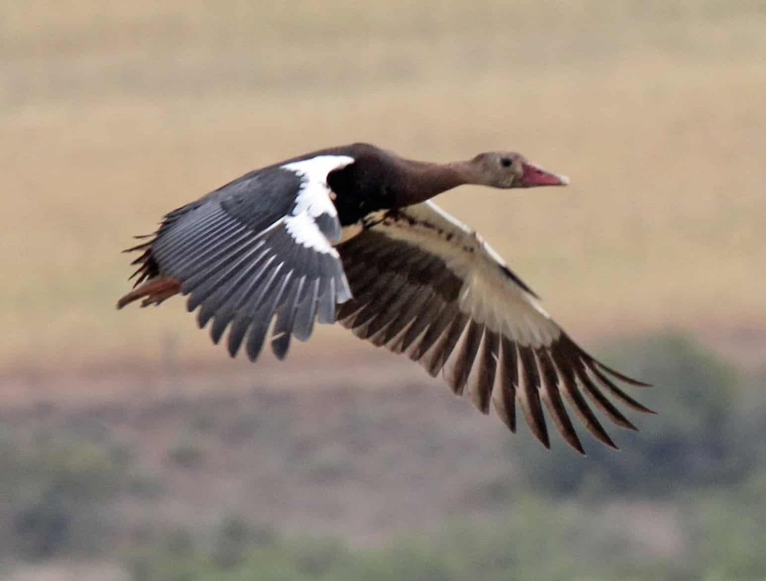 Spur-winged Goose RWD4 Spur-winged Goose RWD4