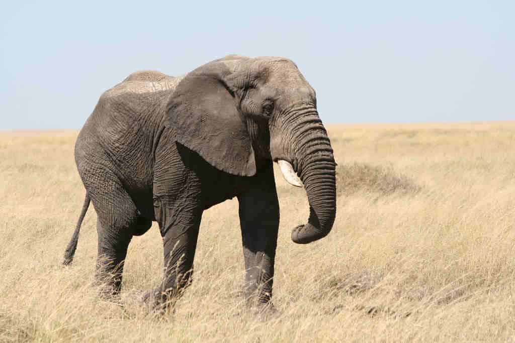 Elephant