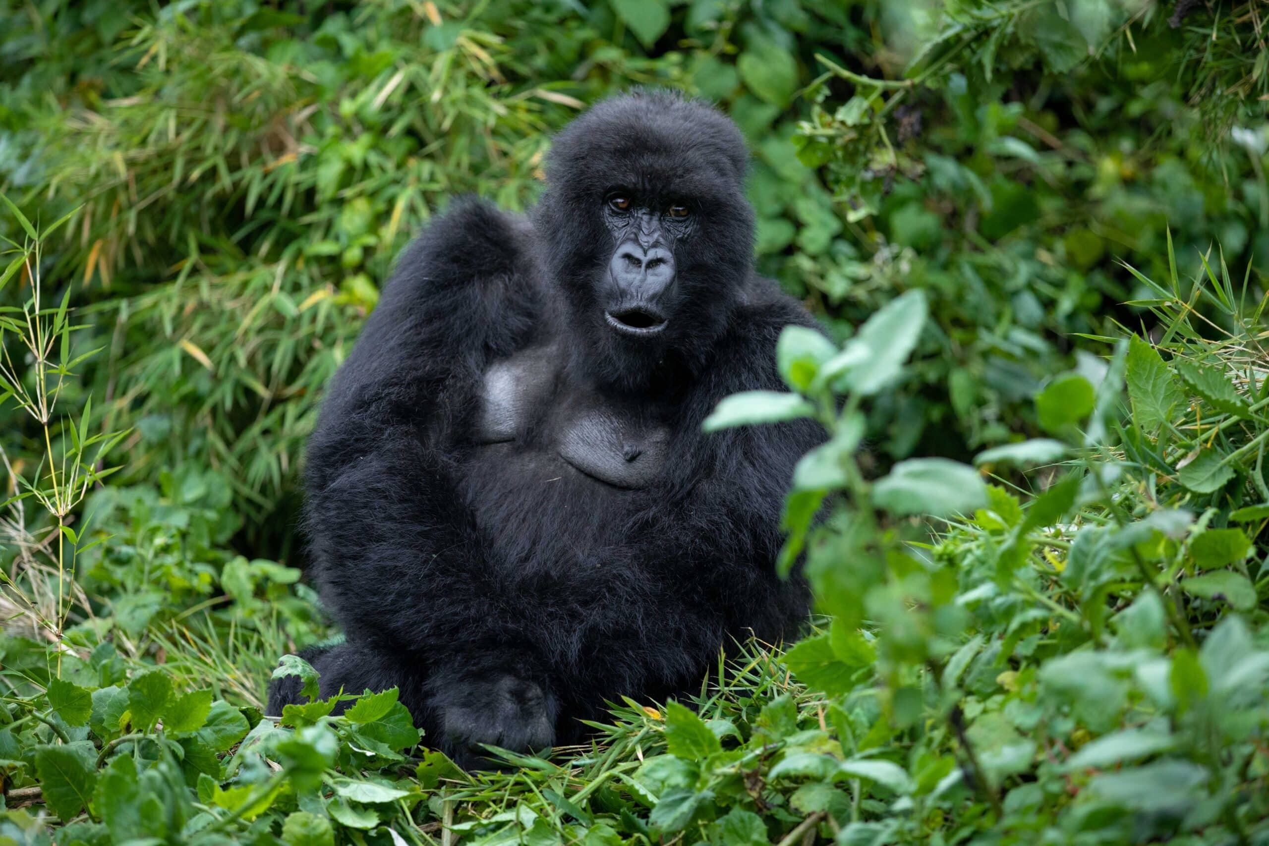 A mountain gorilla from Susa Group in Karisimbi thicket of Volcanoes National Park in Rwanda. Emmanuel Kwizera