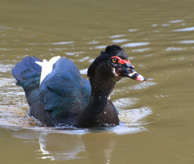 Flickr – Dario Sanches – PATO-DO-MATO (Cairina moschata)