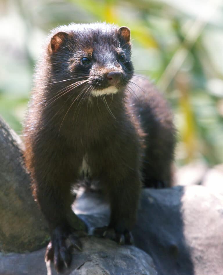 Mink in the park (2)