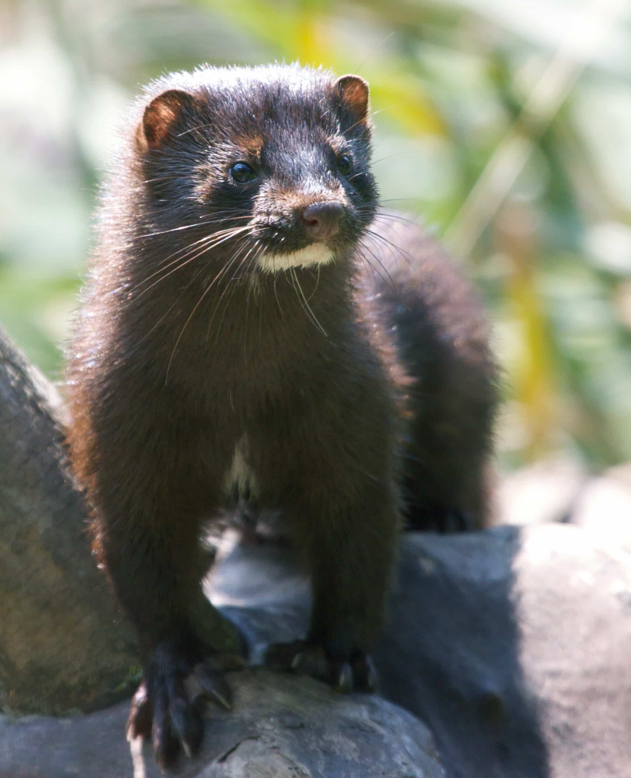 Mink in the park (2)