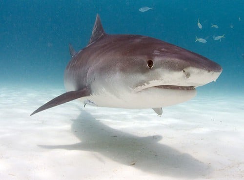 Tiger shark Tiger shark