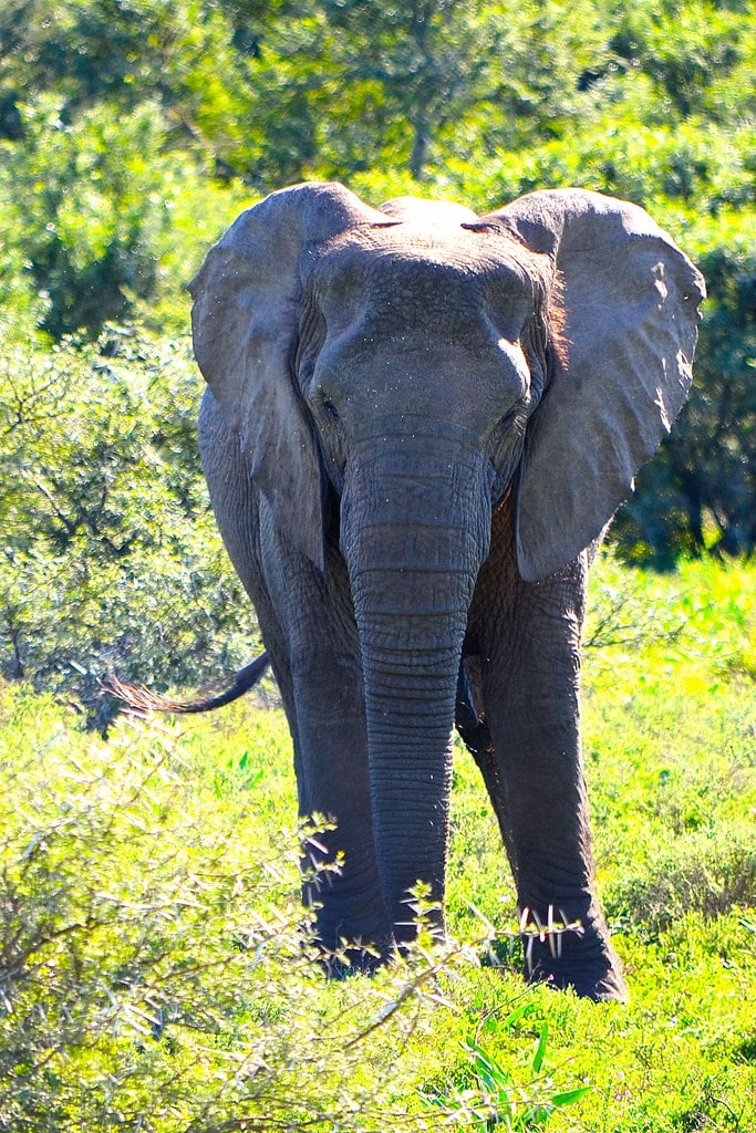 Elephant