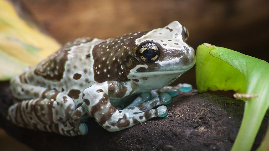 Amazon Milk Frog (Trachycephalus resinifictrix) Amazon Milk Frog (Trachycephalus resinifictrix)