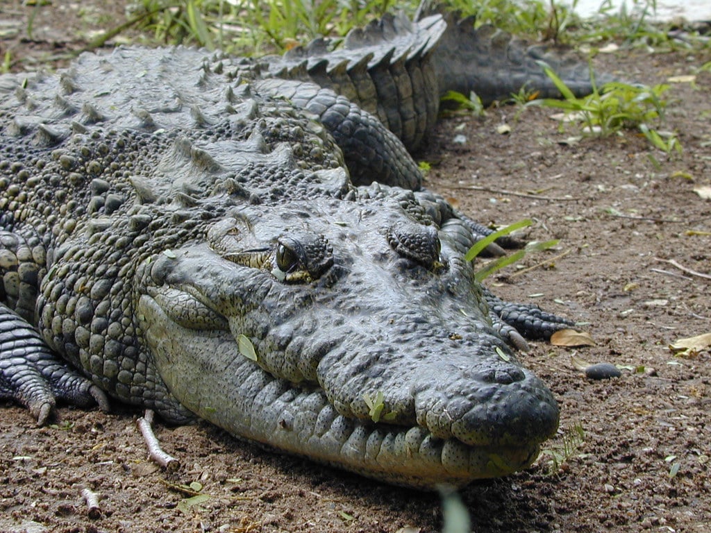 crocodile crocodile