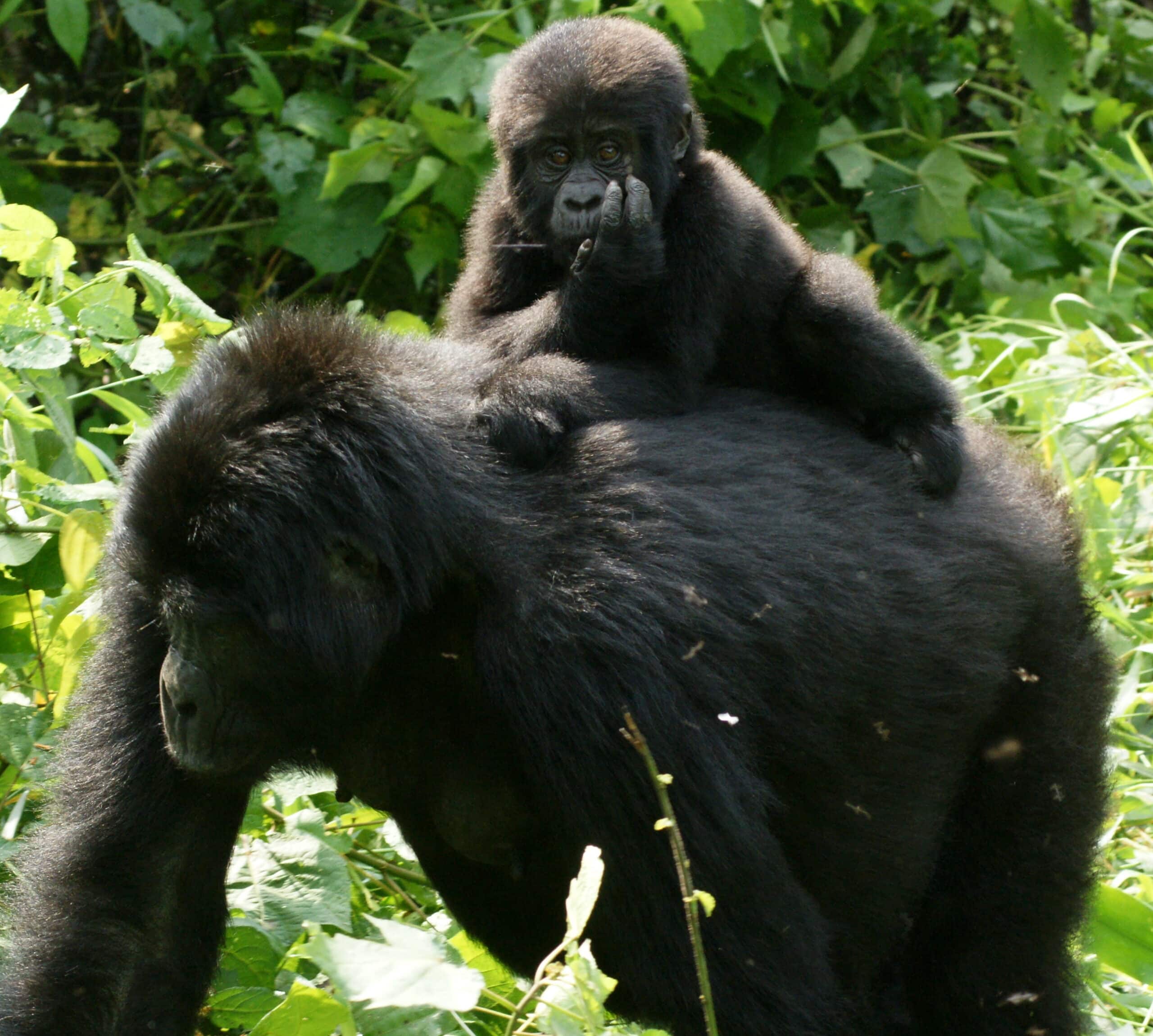Gorillas in Uganda-3, by Fiver Löcker