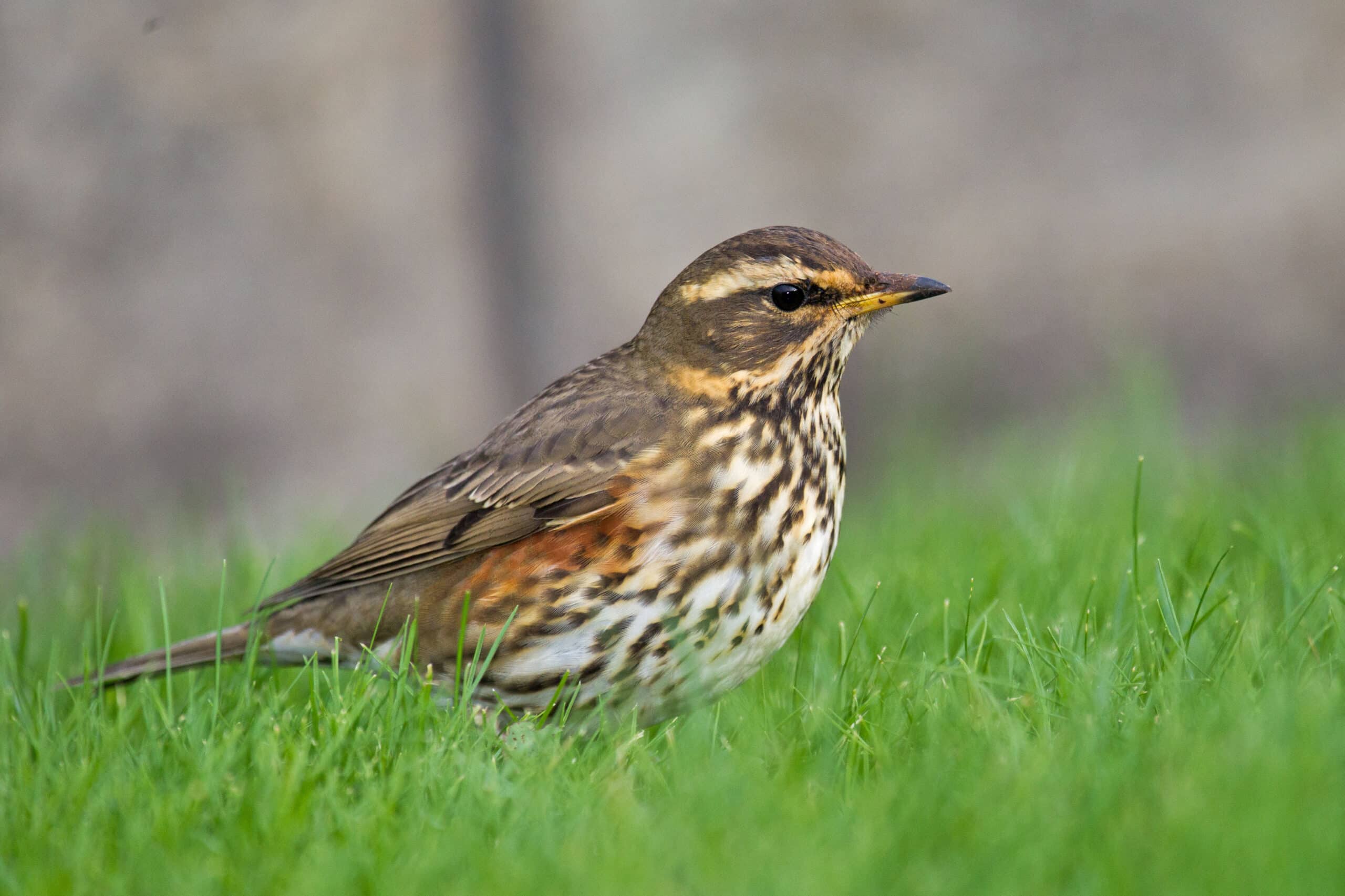 Thrush