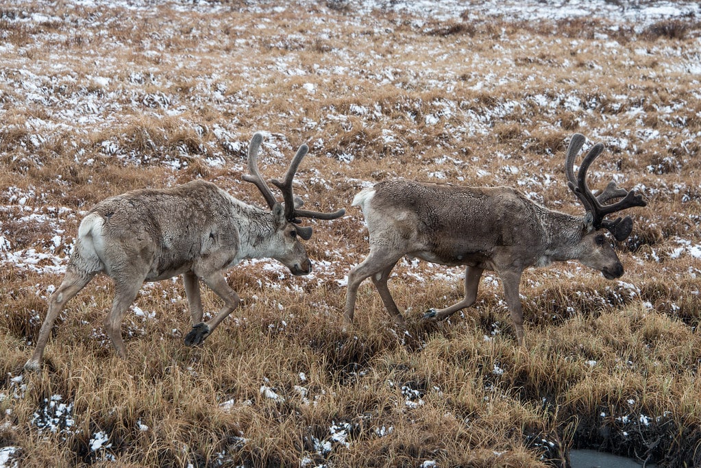 Caribou