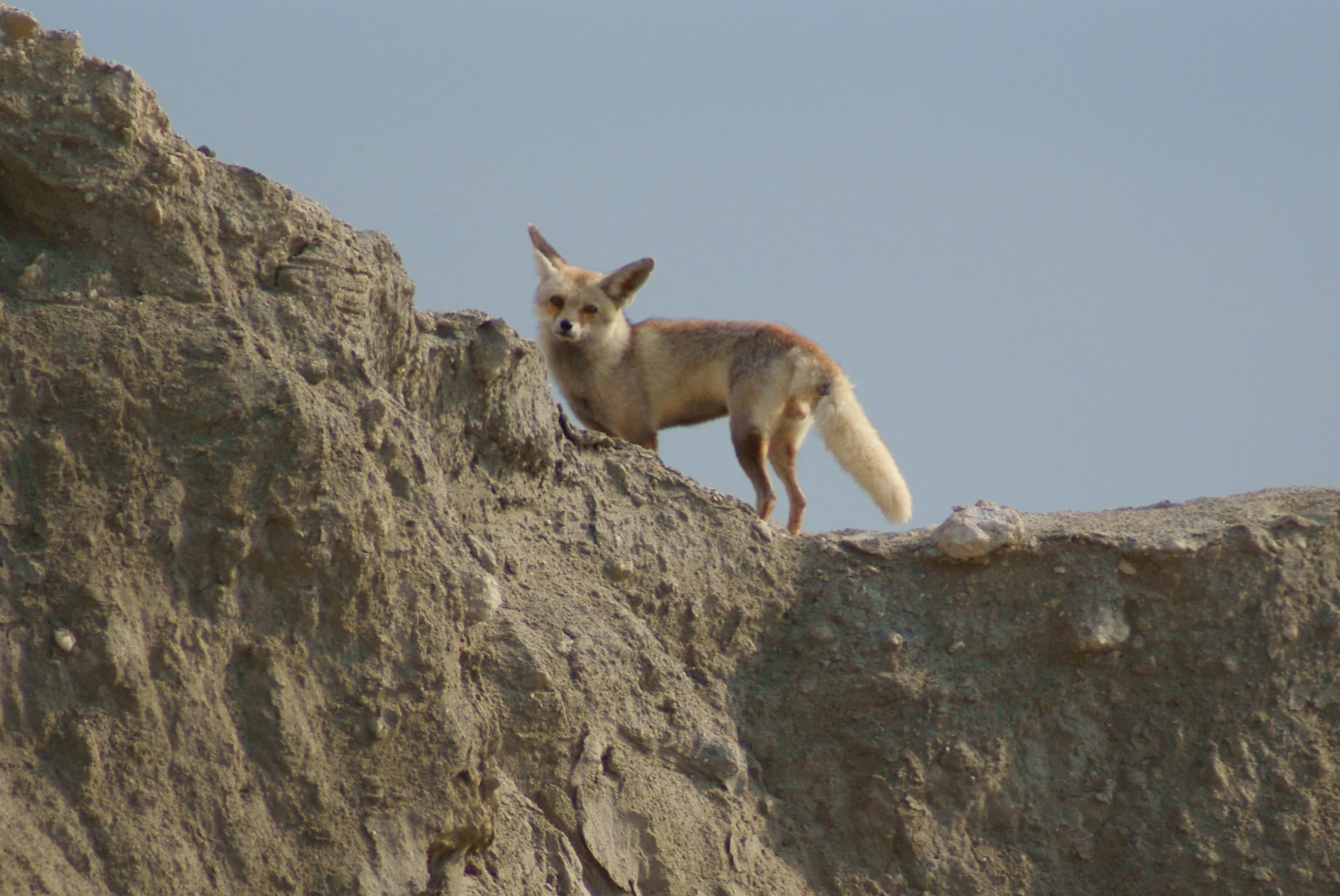 Vulpes vulpes arabica 002 Vulpes vulpes arabica 002