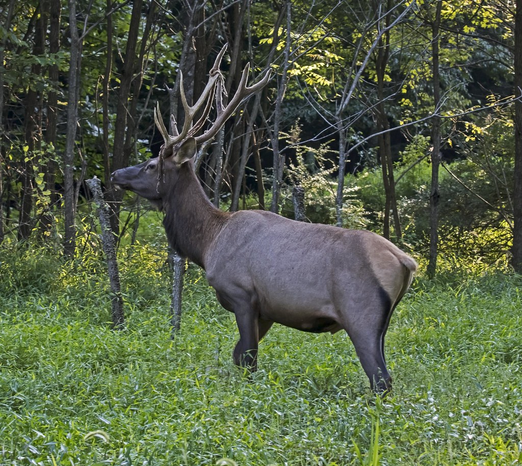 Elk – Cervus canadensis