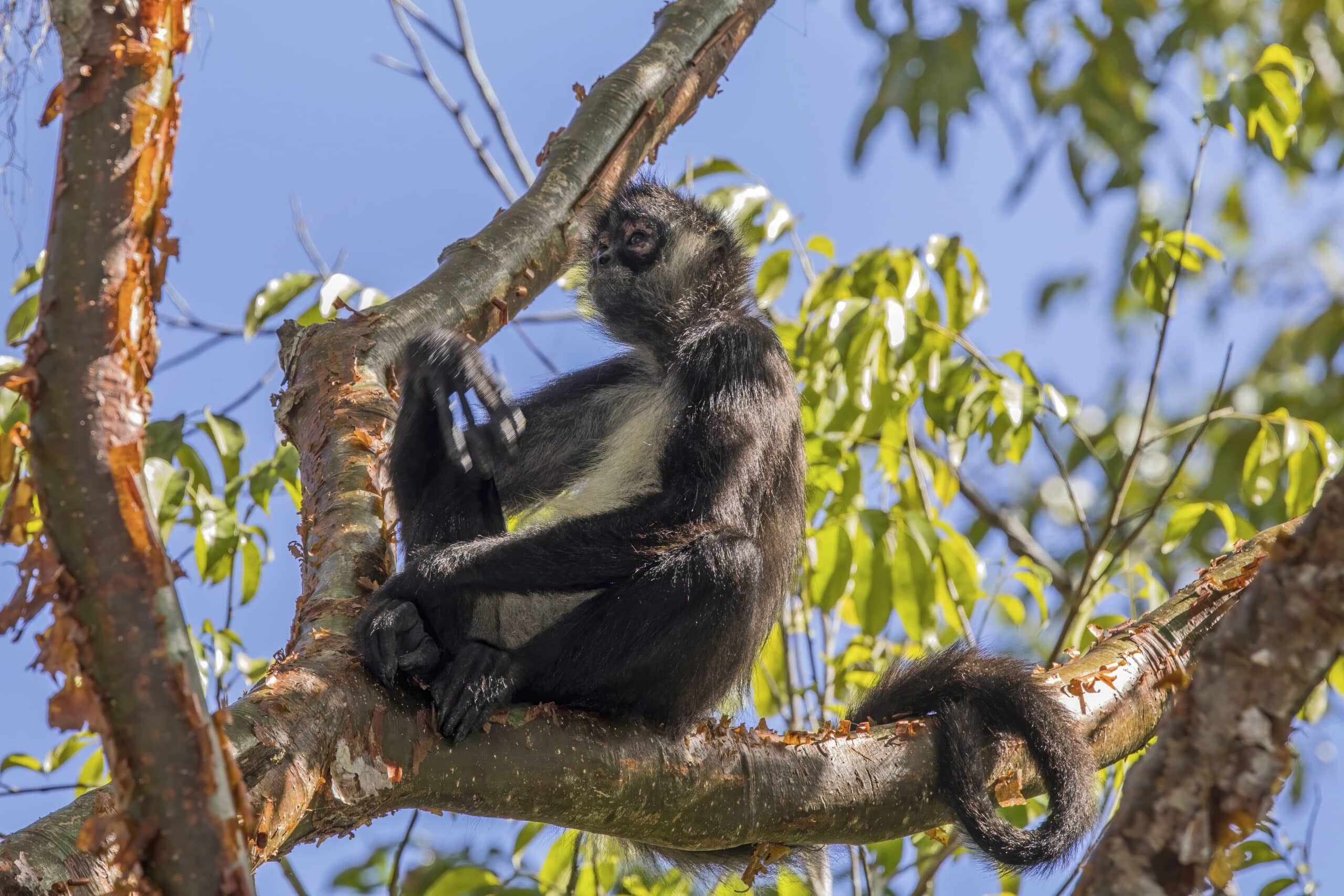 Spider Monkey