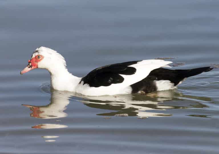 Cairina moschata – Muscovy Duck 02