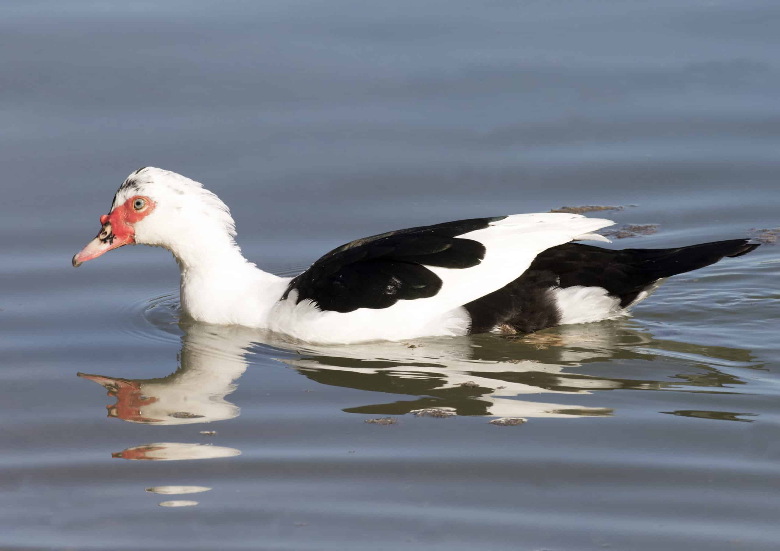 Cairina moschata – Muscovy Duck 02