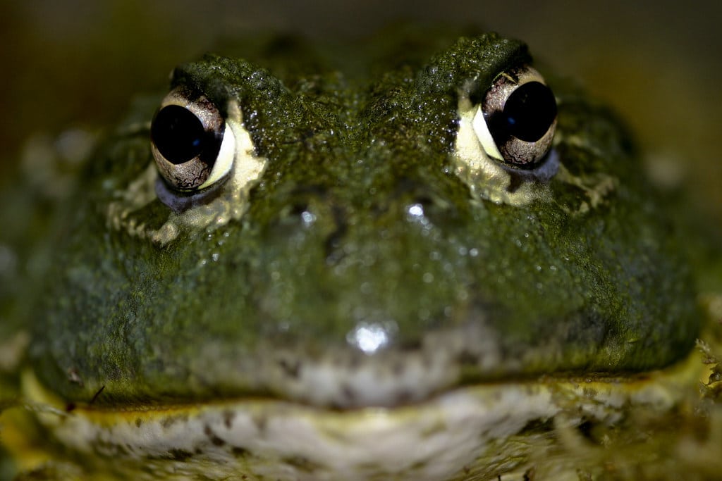 African Bullfrog