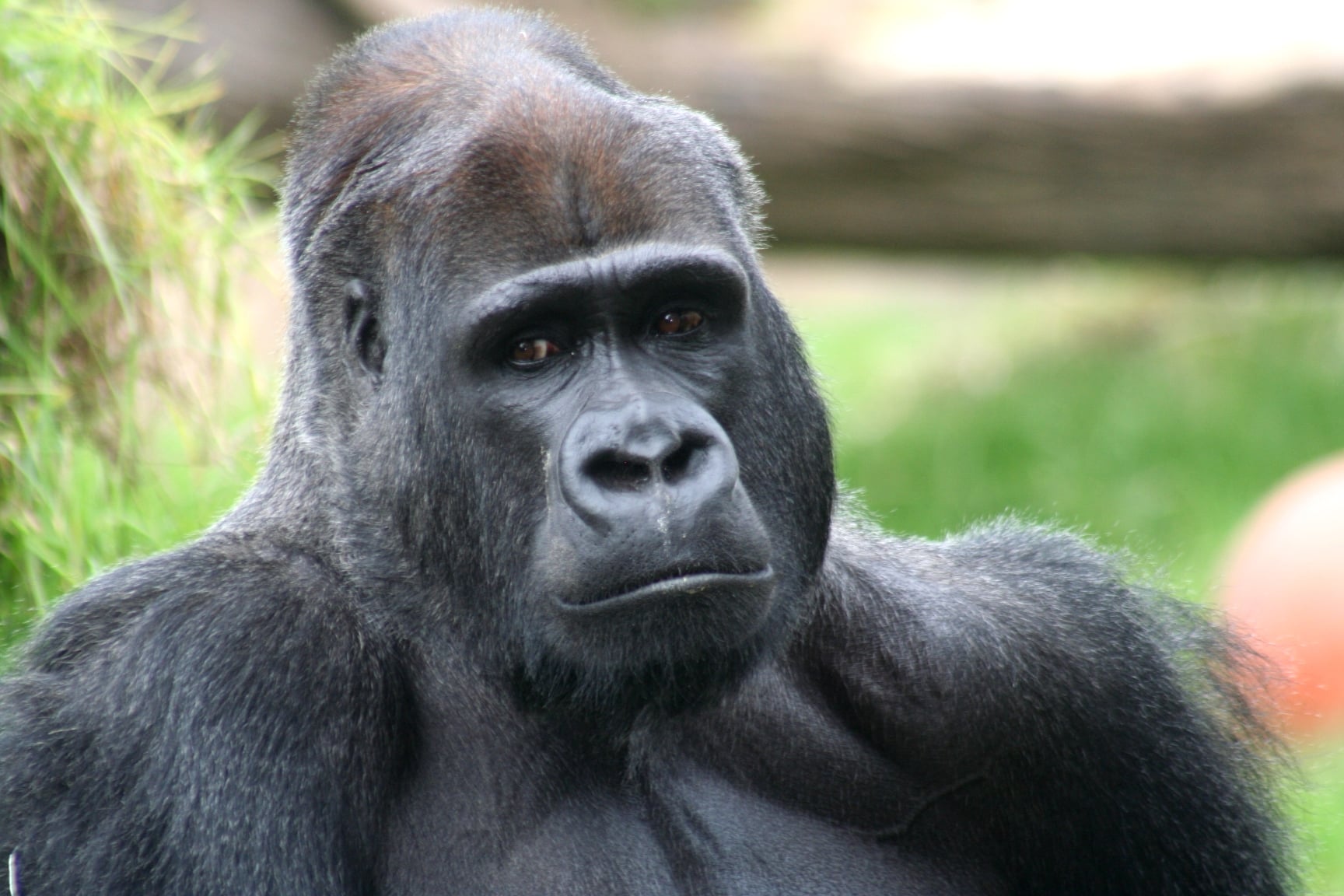 Eyes of gorilla
