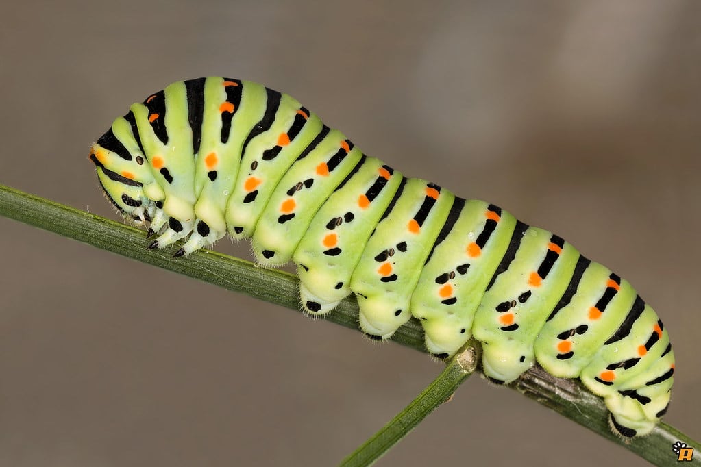 Papilio Machaon Caterpillar Papilio Machaon Caterpillar