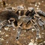 Zebra Tarantula