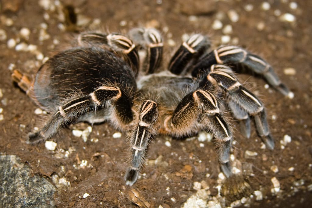 Zebra Tarantula
