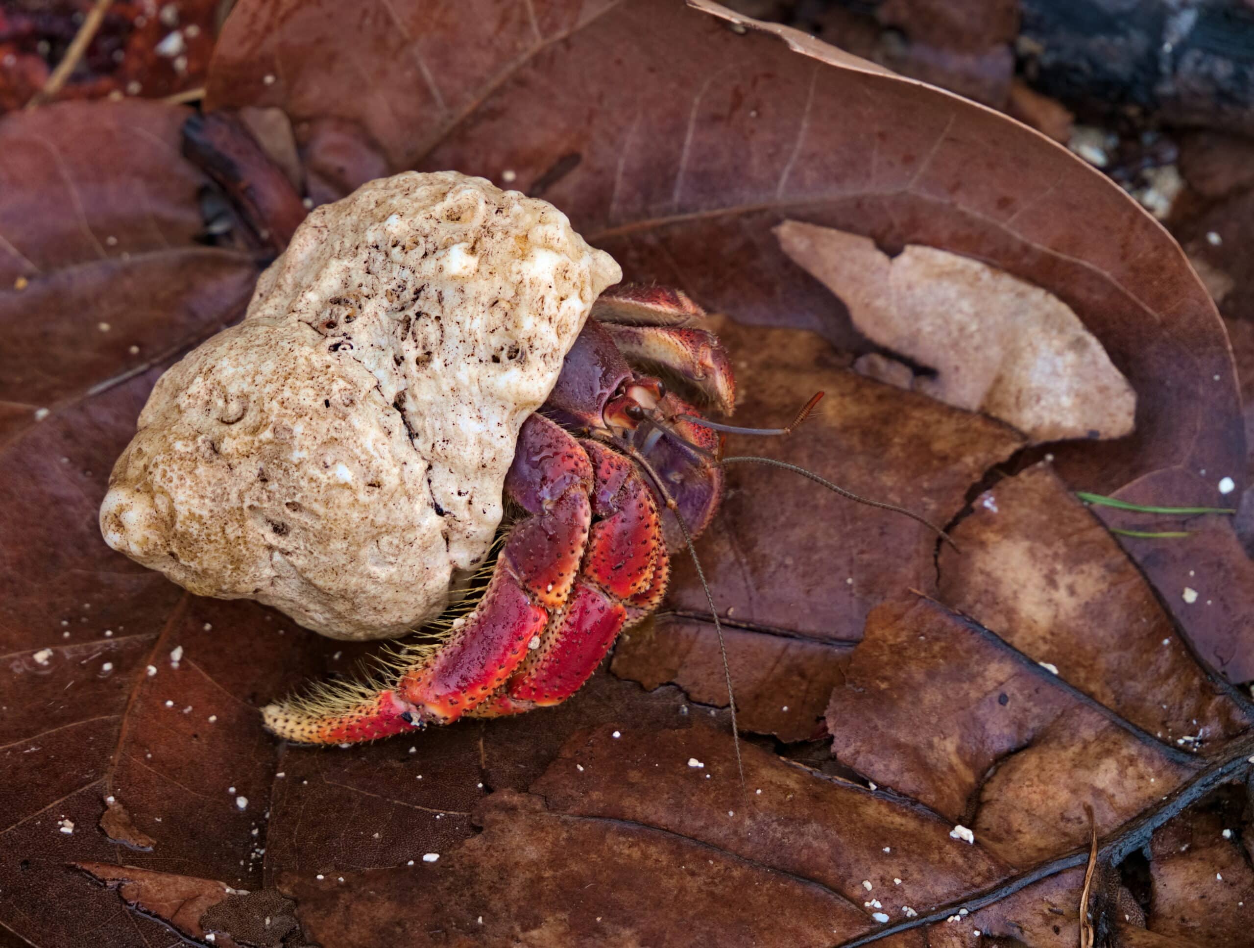 Hermite Crab Dry Tortugas