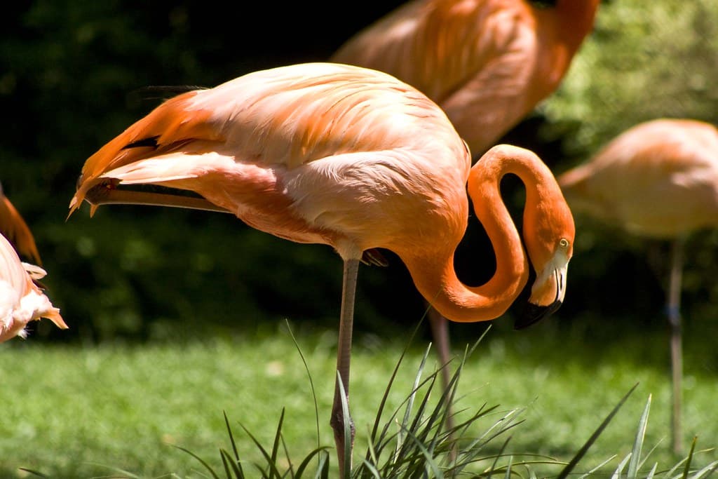 Flamingo