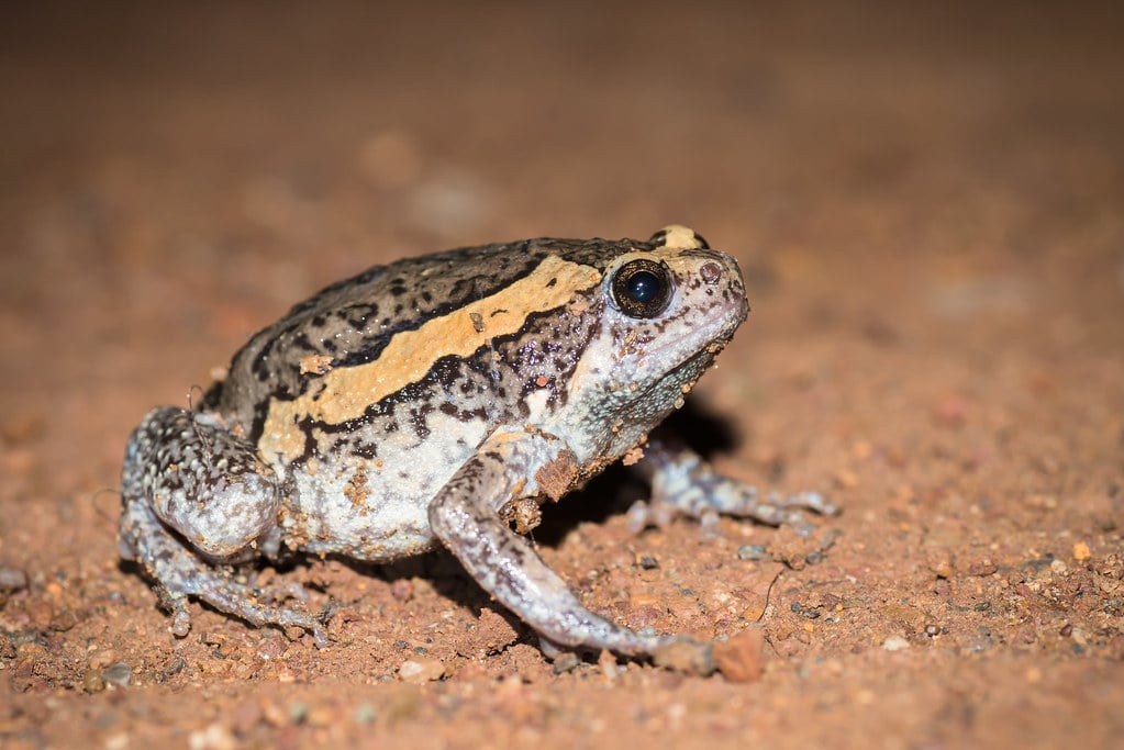 Kaloula pulchra, Banded bullfrog – Nong Phai, Phetchabun Kaloula pulchra, Banded bullfrog – Nong Phai, Phetchabun