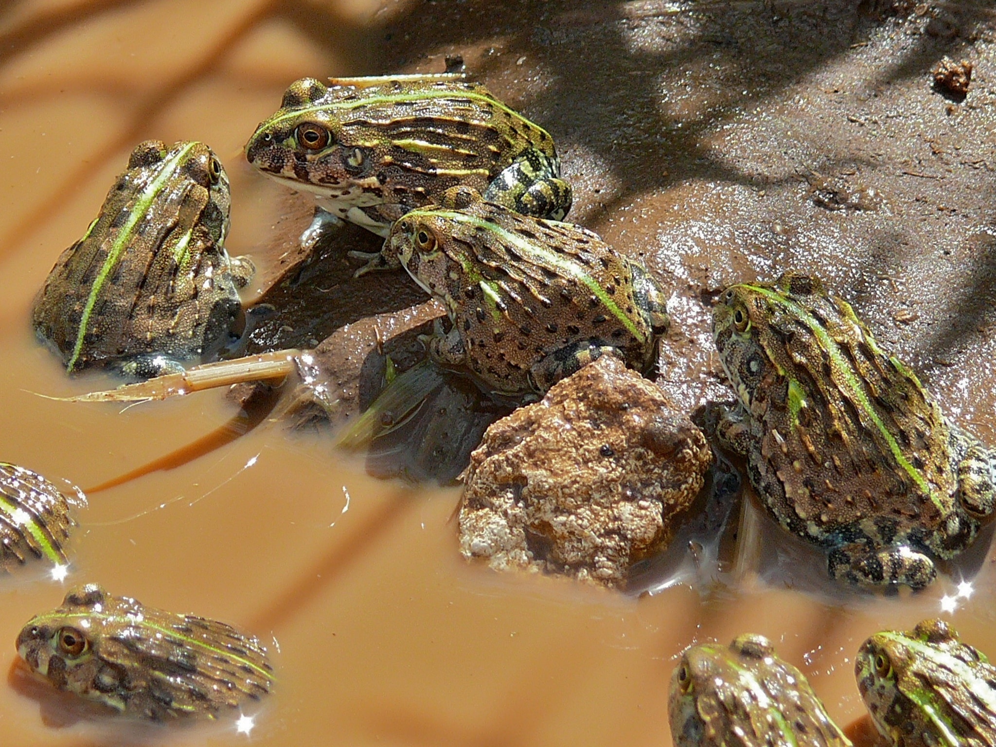File:Juvenile African Bullfrogs (Pyxicephalus edulis) (6045769166).jpg