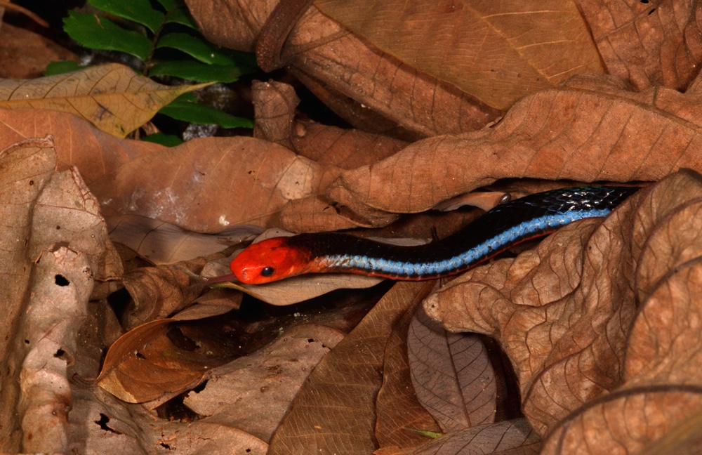 File:Blue Malayan Coral Snake from Singapore.jpg File:Blue Malayan Coral Snake from Singapore.jpg