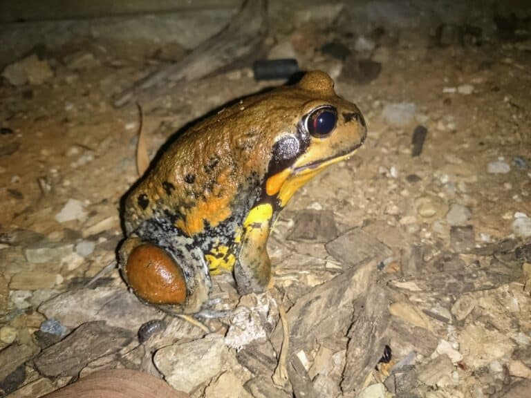 Giant Banjo Frog (Limnodynastes interioris) photographed in Wagga Wagga, NSW Giant Banjo Frog (Limnodynastes interioris) photographed in Wagga Wagga, NSW