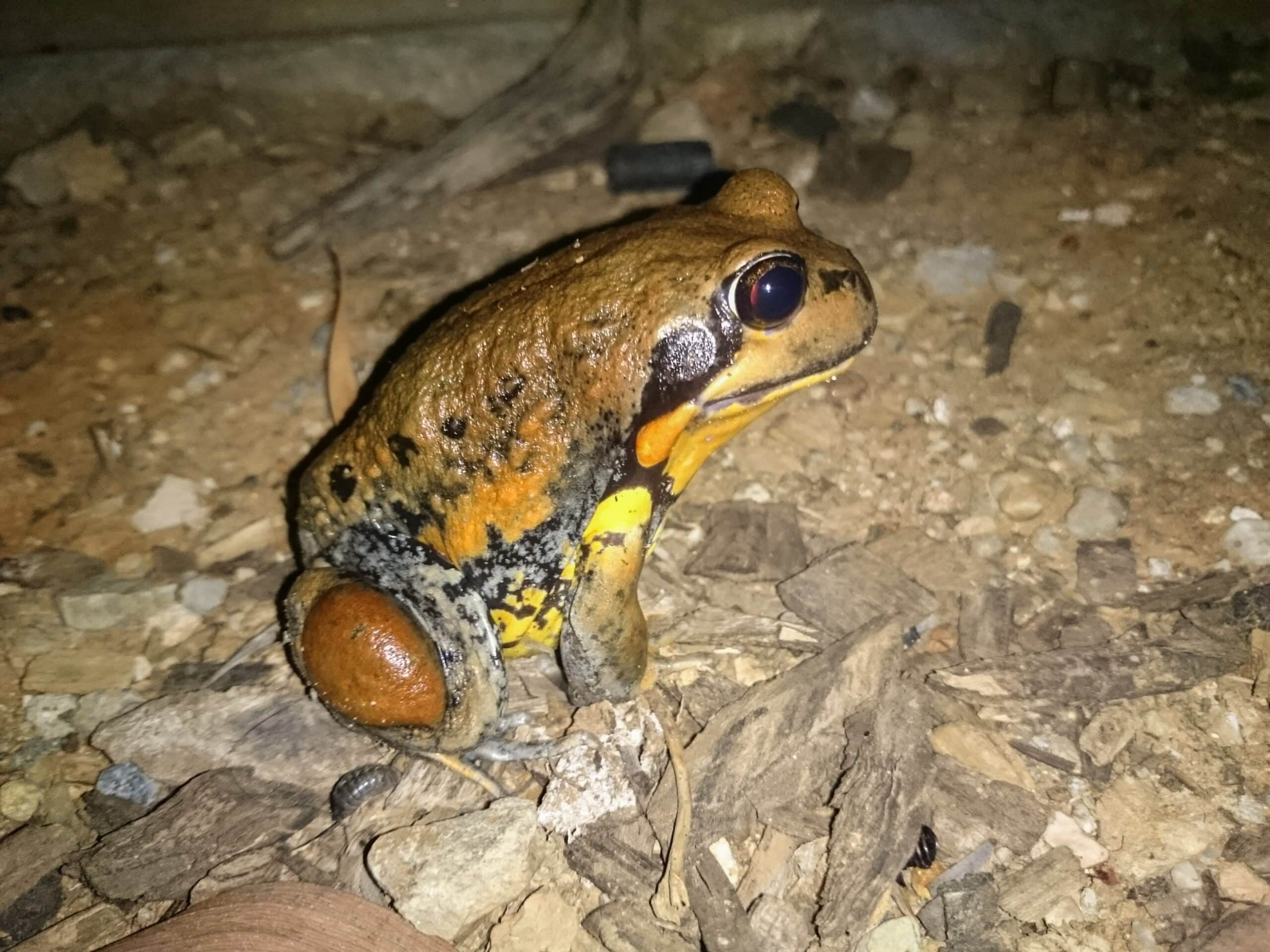 Giant Banjo Frog (Limnodynastes interioris) photographed in Wagga Wagga, NSW Giant Banjo Frog (Limnodynastes interioris) photographed in Wagga Wagga, NSW