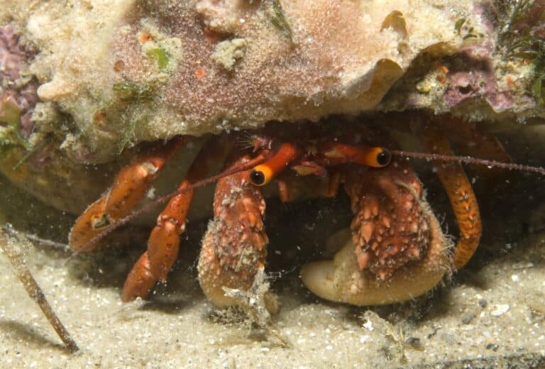 Common-hermit-crab-paguristes-frontalis-in-shell-on-sand-389826-large