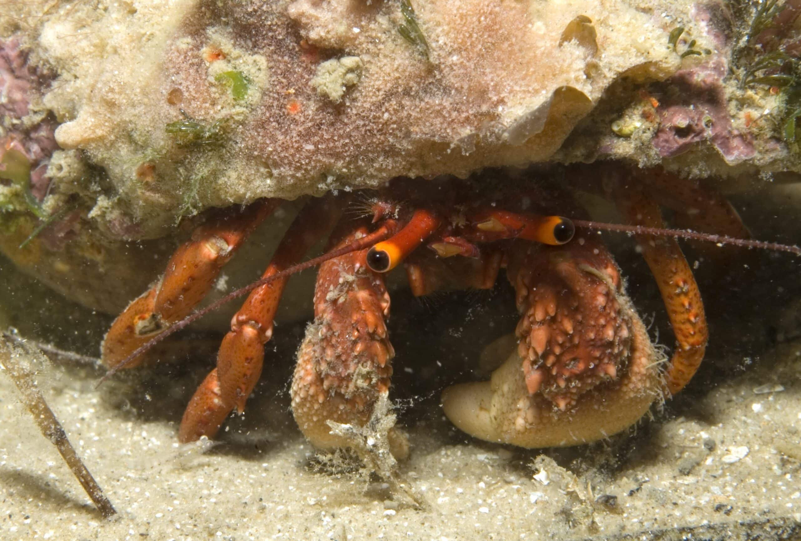 Common-hermit-crab-paguristes-frontalis-in-shell-on-sand-389826-large