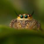 Jumping Spider