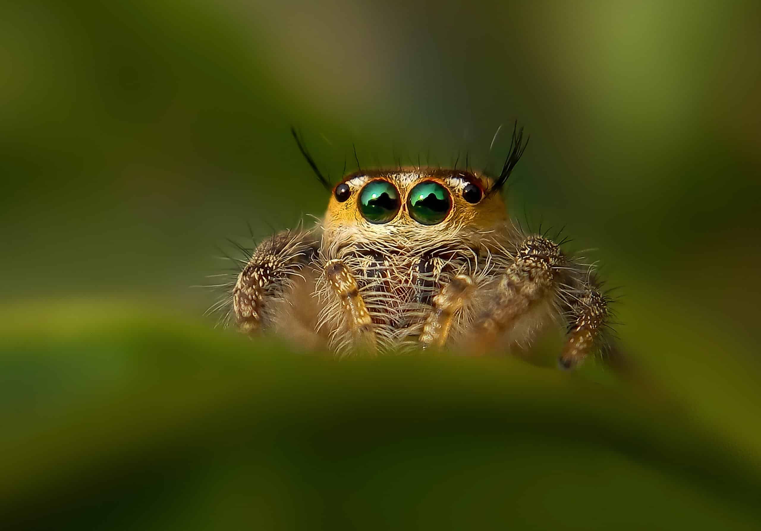 Jumping Spider