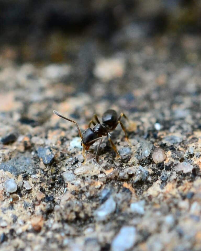 Ant Ant
