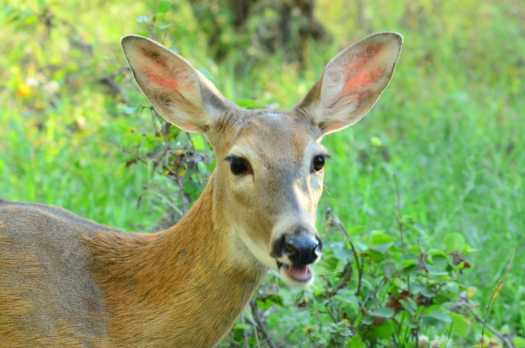 Female white-tailed deer (Odocoileus virginianus)