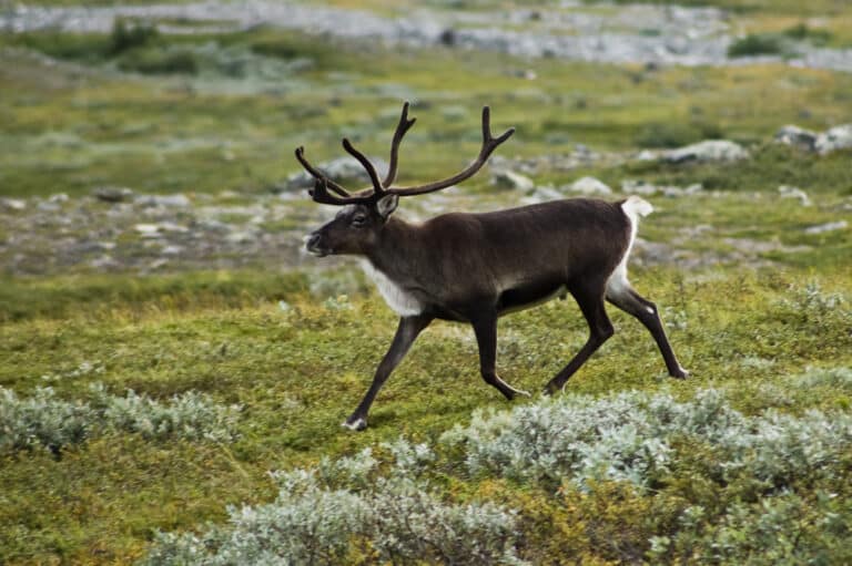 Strolling reindeer