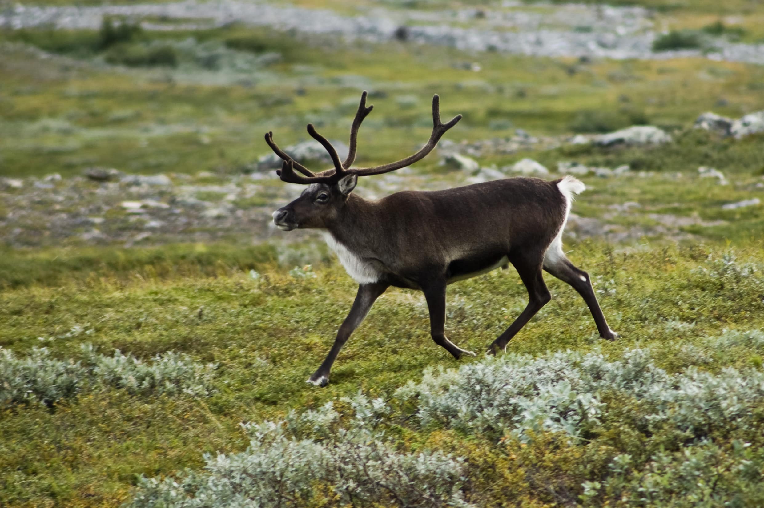 Strolling reindeer