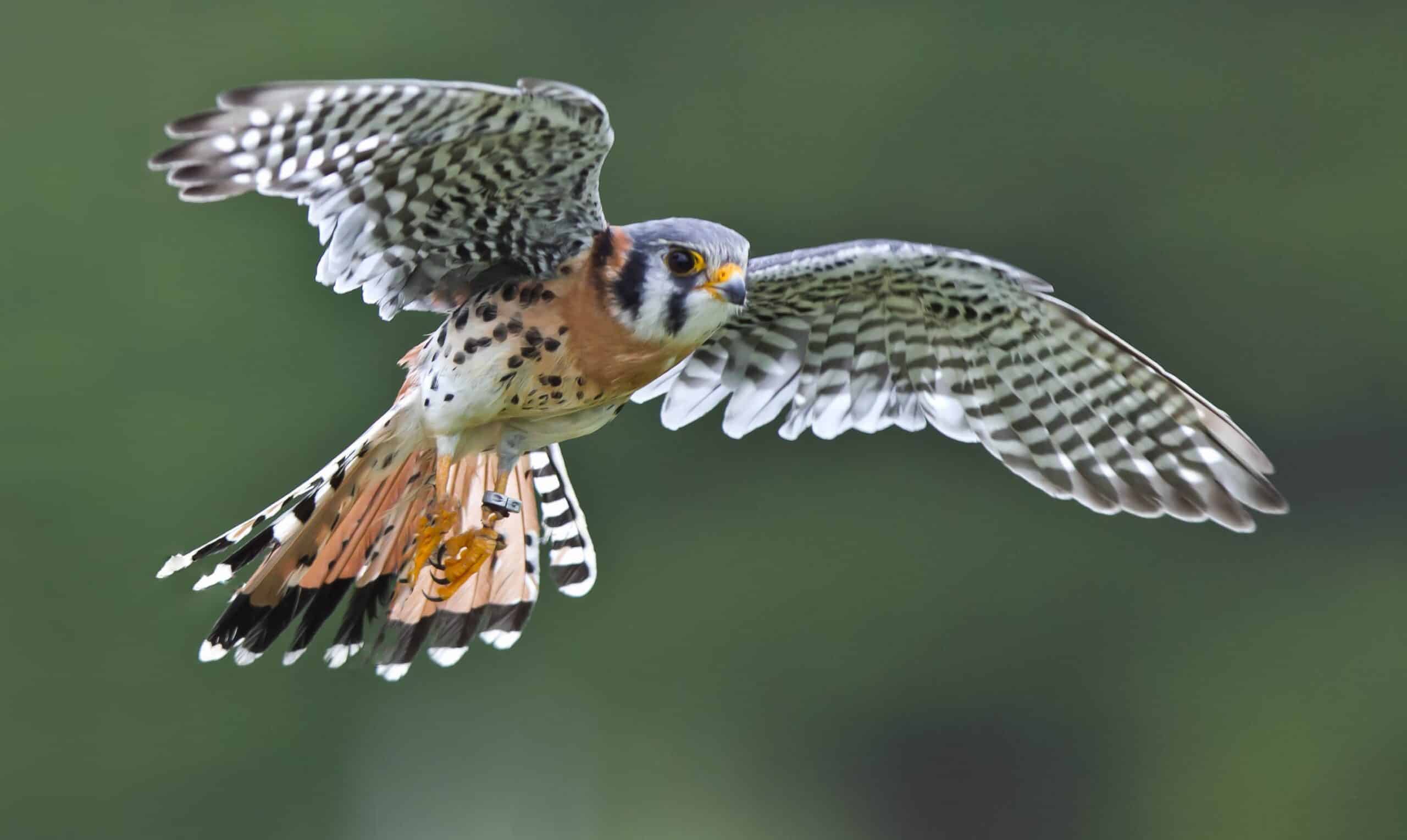 Kestrel