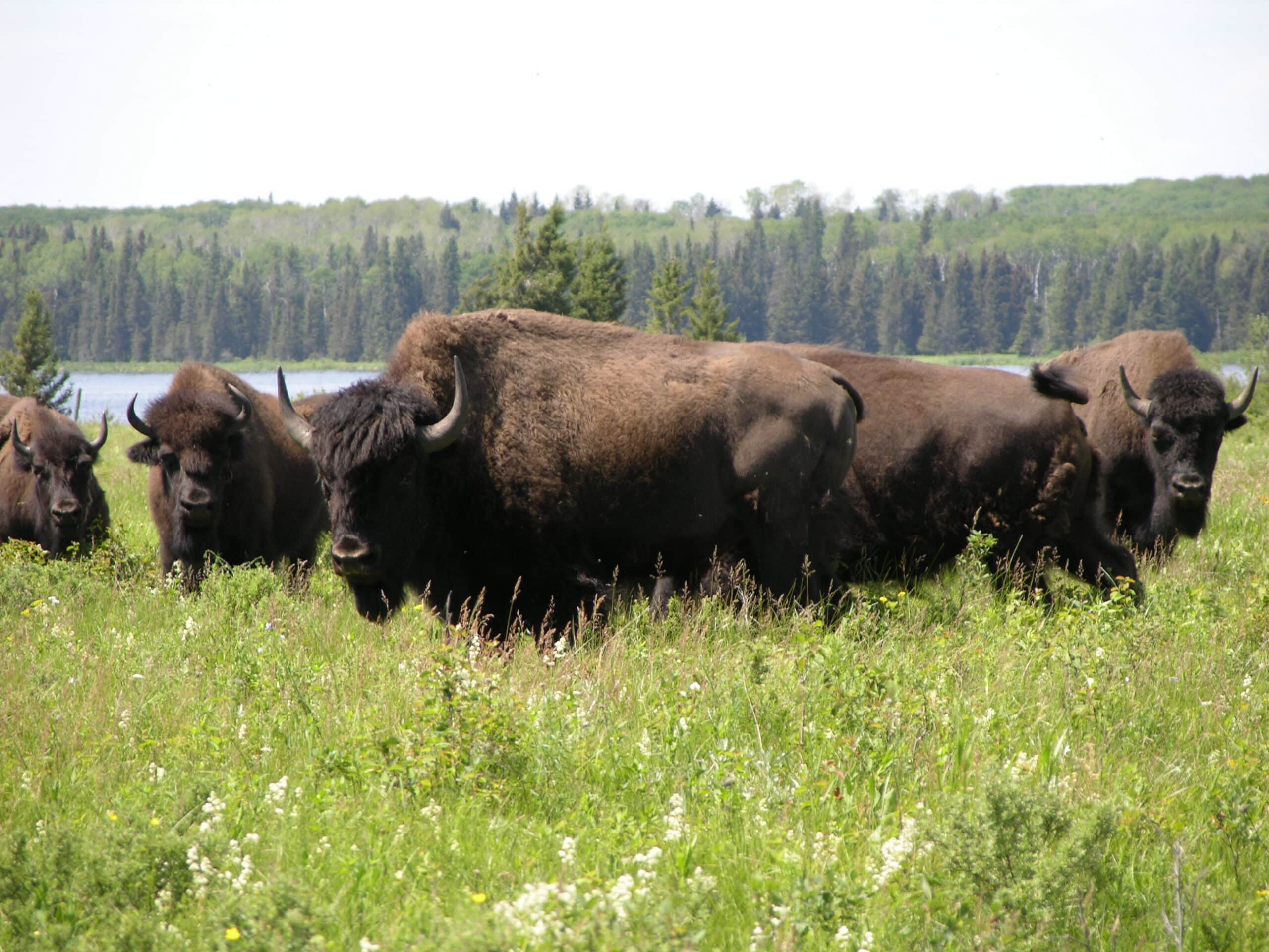 Bison herd – Lake Audy – Riding Mountain National Park