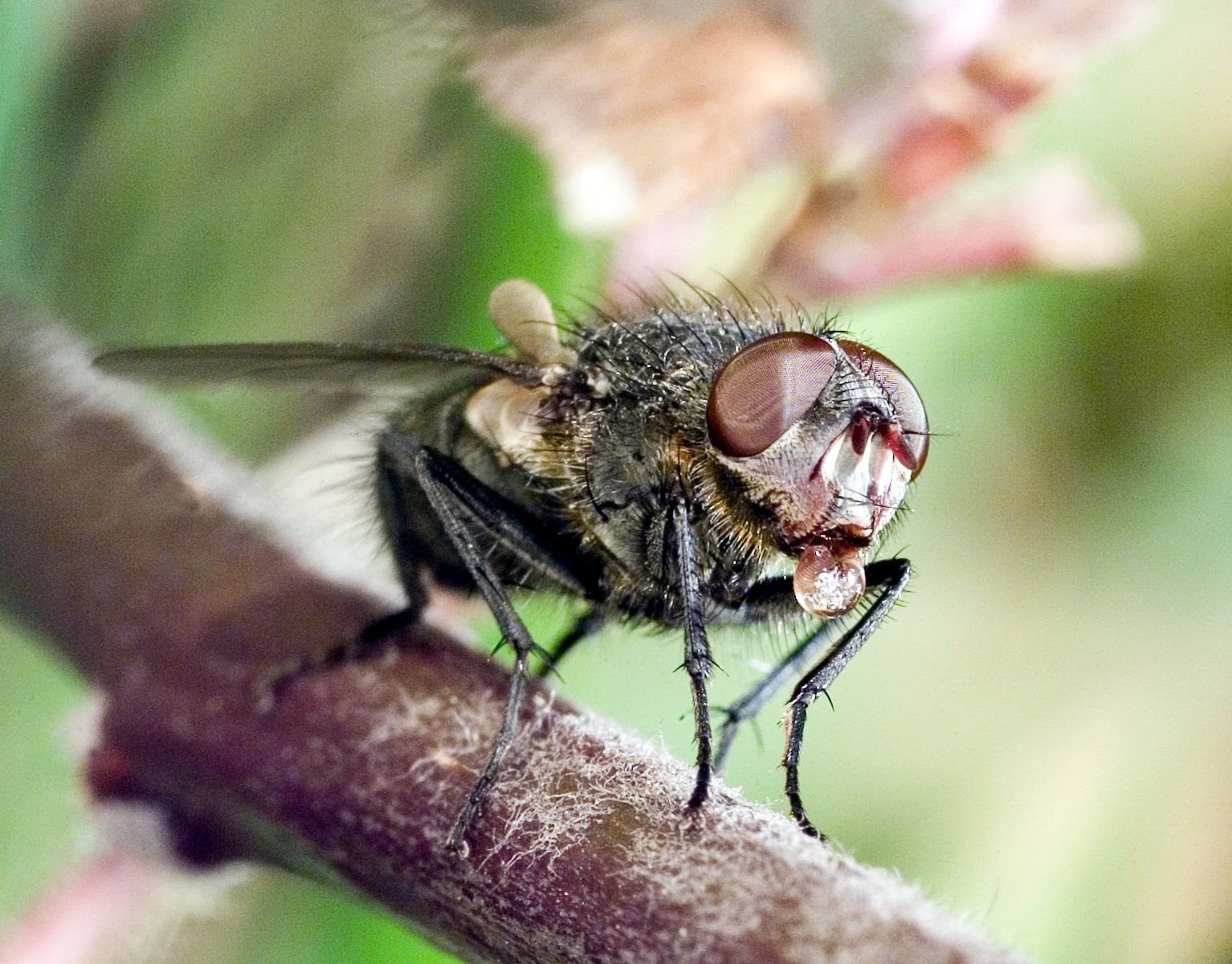 Stubenfliege (Musca domestica) Stubenfliege (Musca domestica) Fly