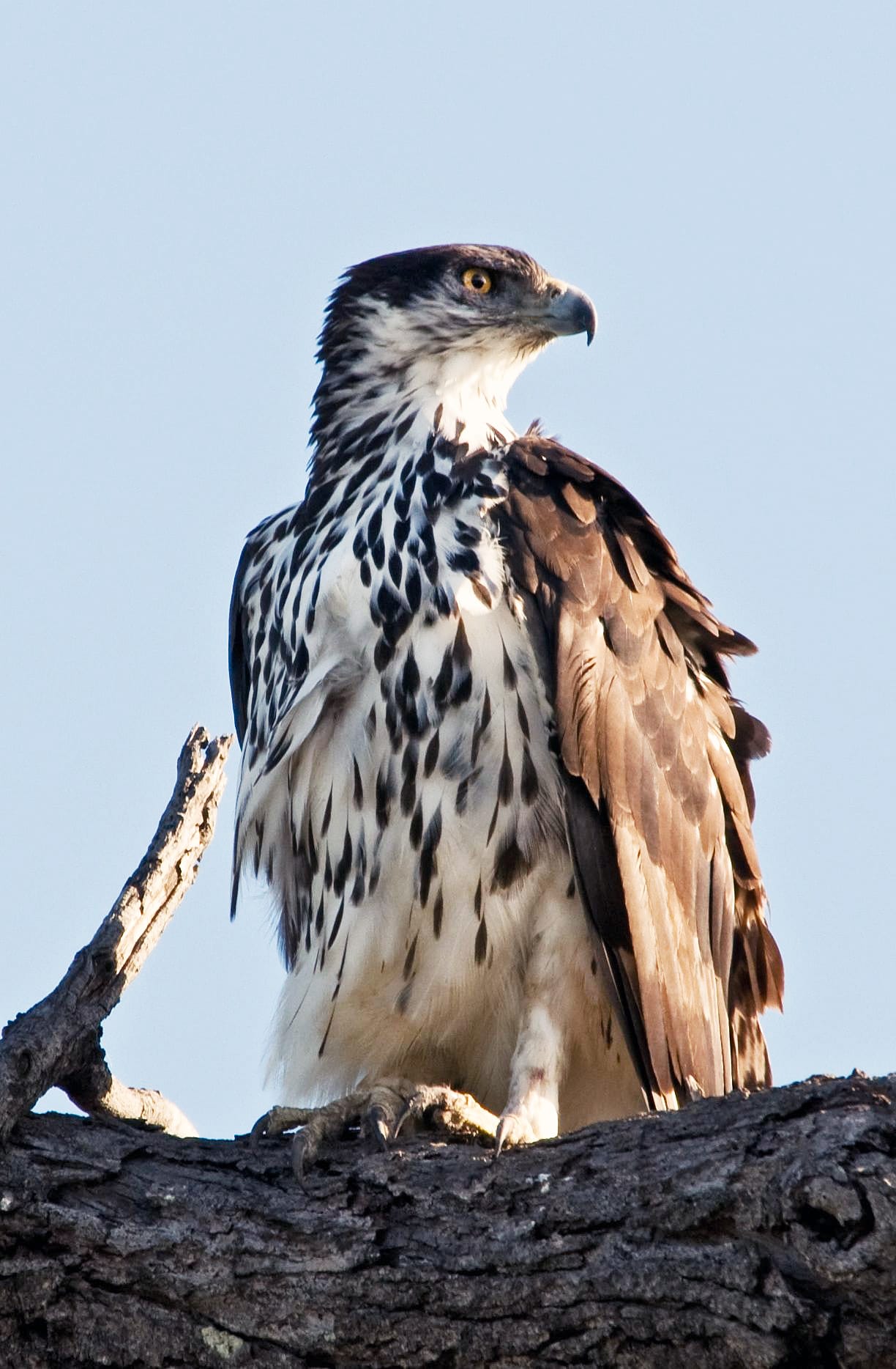 File:African Hawk-eagle Aquila spilogaster.jpg