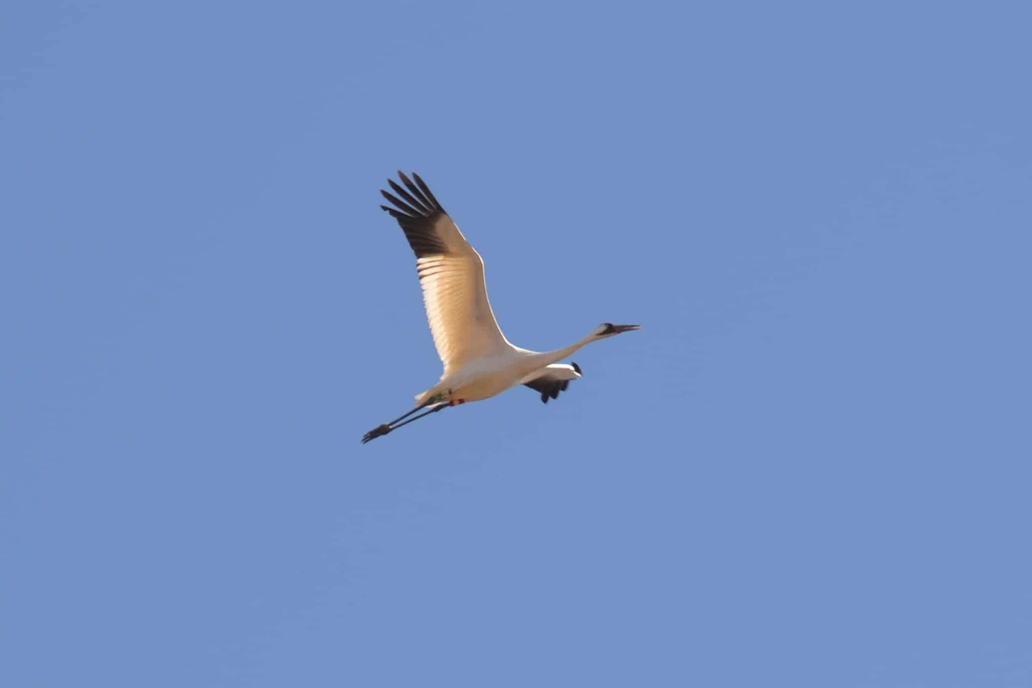 Whooping Crane (-16-12) (Grus americana) (13042050703)