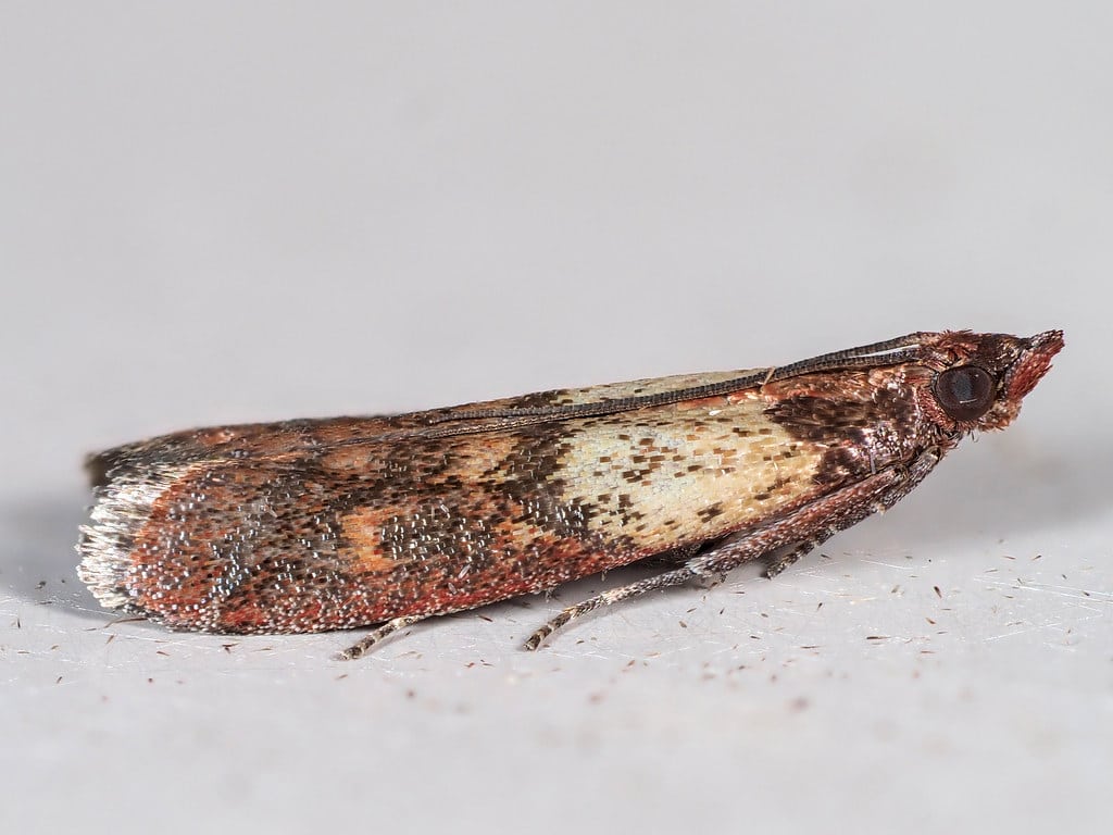 Plodia interpunctella Plodia interpunctella