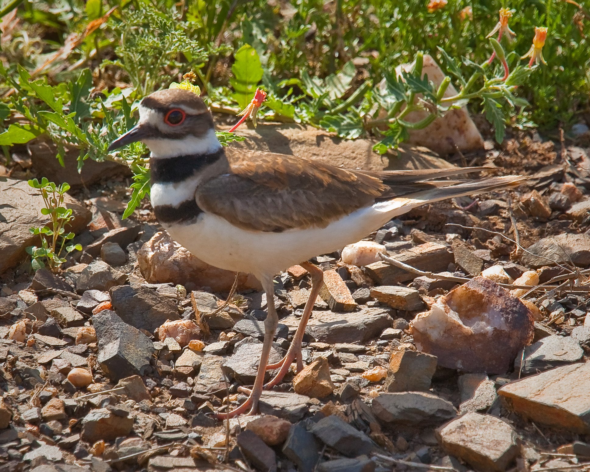 Killdeer