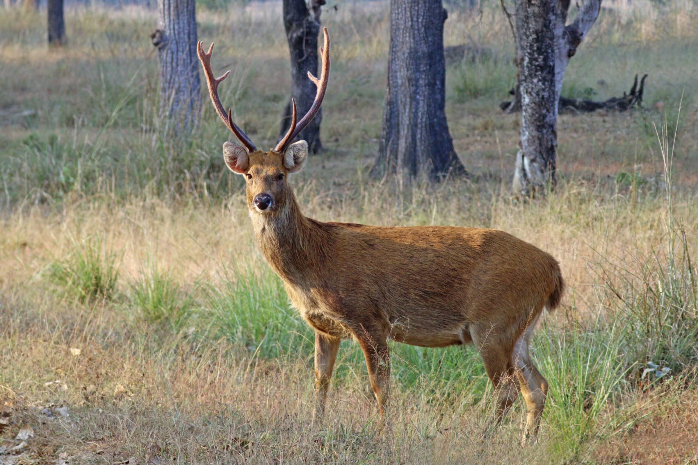 cover-animal-d-animal-name A deer with antlers stands alert in a grassy woodland area, surrounded by trees. cover animal D animal name