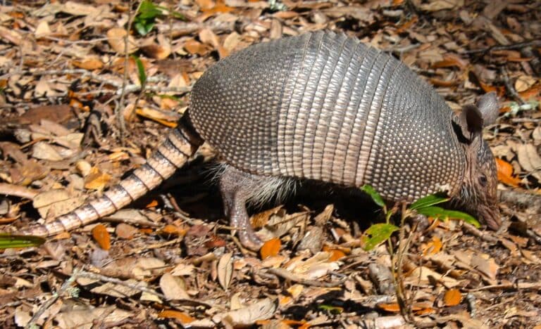 Armadillo Armadillo