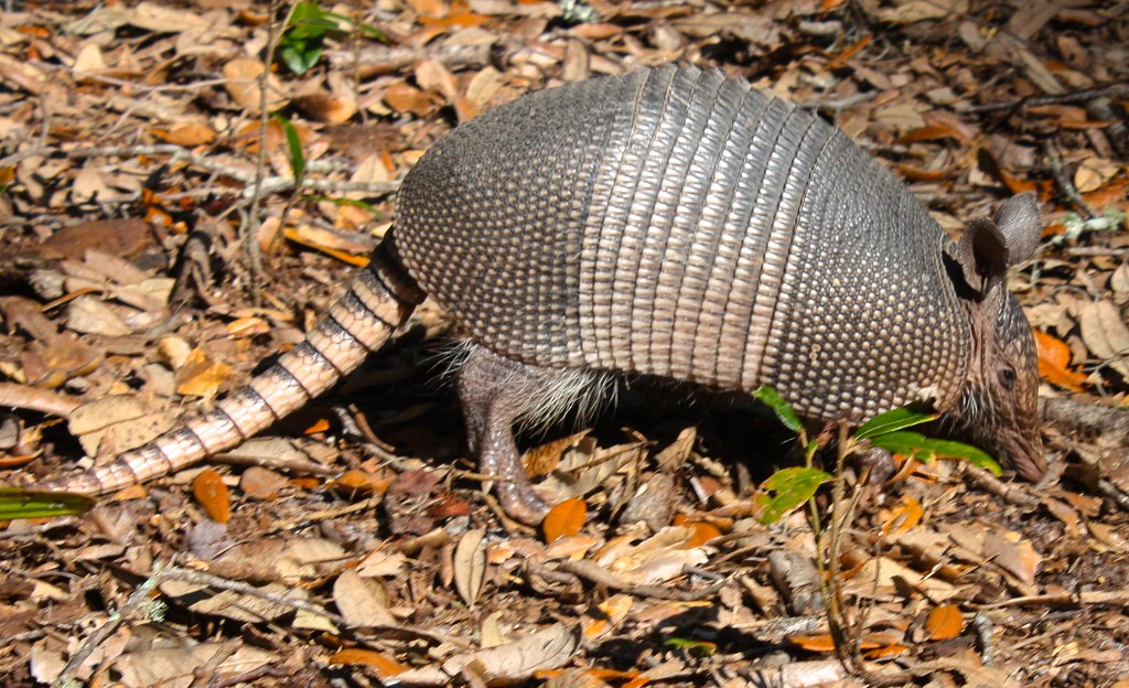Armadillo Armadillo