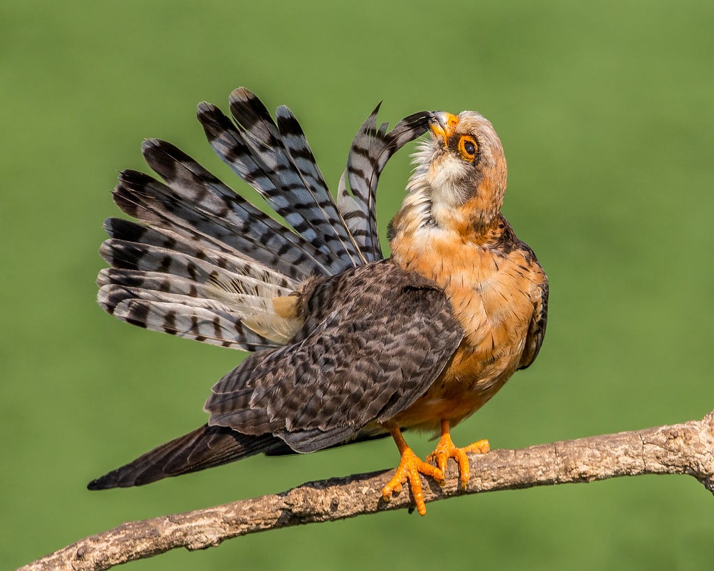 Female red-footed falcon preening