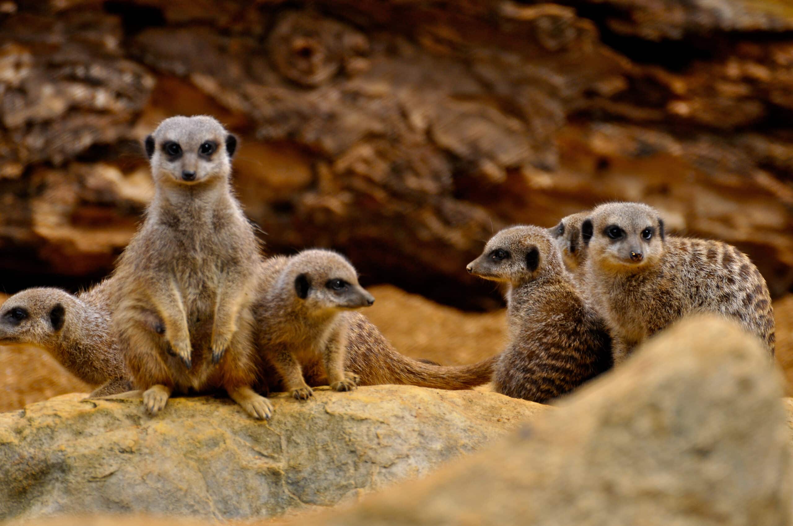 Meerkat